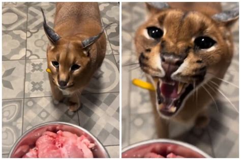 獰貓哈氣|「極惡大橘貓」被餵肉肉沒感謝還哈氣爆吼！飼主超。